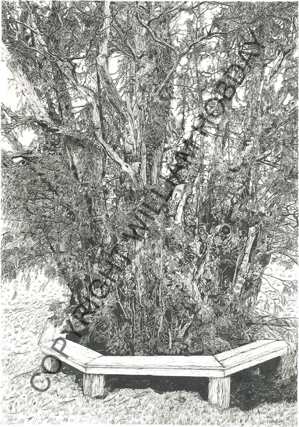 Ancient Yew Tree - St Peter's Church Chailey Sussex